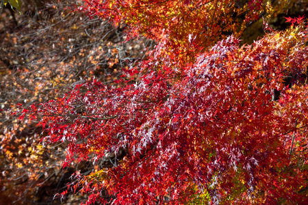 Red maple leaves in autumn season at Arashiyama Kyoto Japanの写真素材