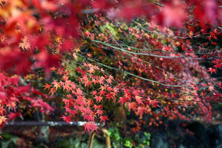 Red maple leaves in autumn season in Japan. Selective focus.