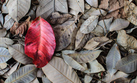 Fall leaves backgroundの写真素材