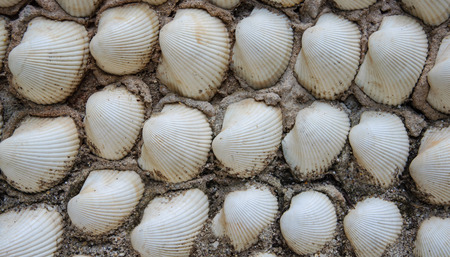 Shell wall, Background texture in Thailandの写真素材
