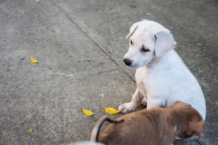 Little baby white dog looking friends in the temple, Thailand.の写真素材