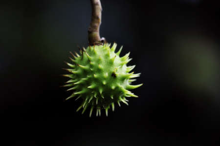 Photo of Crow isolated on soft green bokeh background.の写真素材