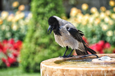 Photo of Crow isolated on soft green bokeh background.の写真素材