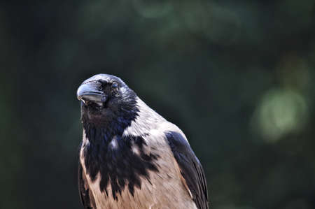 Photo of Crow isolated on soft green bokeh background.の写真素材