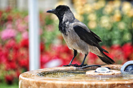 Photo of Crow isolated on soft green bokeh background.の写真素材