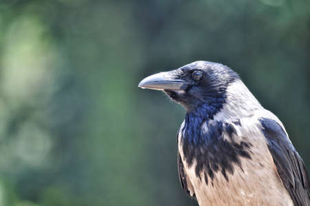 Photo of Crow isolated on soft green bokeh background.の写真素材