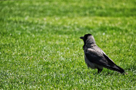 Photo of Crow isolated on soft green bokeh background.の写真素材