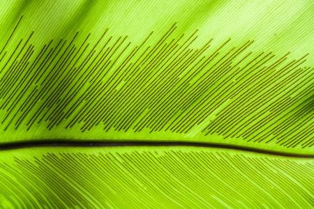 The large green leaf 