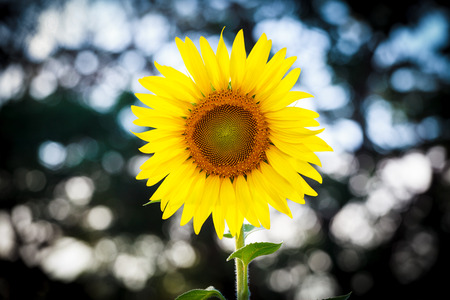 Sunflower  on bokeh background in fieldの写真素材