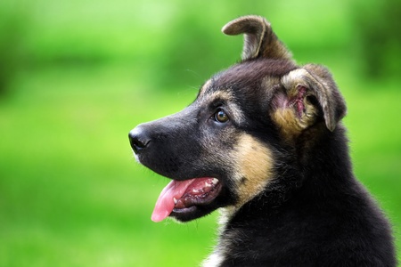 portrait of a little puppy dogの写真素材