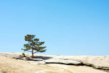 Pine tree on the rockの写真素材
