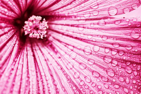 purple flower petals with raindrops, macroの写真素材