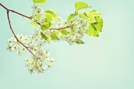 Beautiful tree blossoms