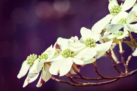 Spring blossomsの写真素材