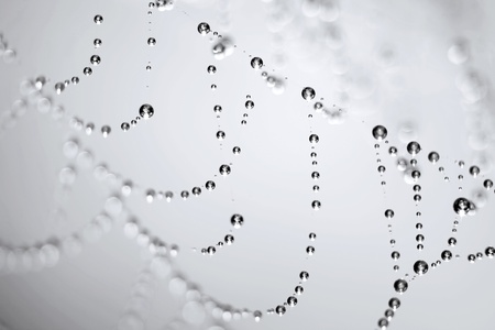 Drops on the spider web の写真素材