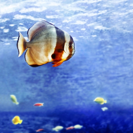 Beautiful tropical fish の写真素材