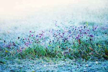 Frozen clovers 