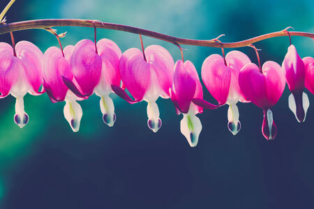 Bleeding heart flowerの写真素材