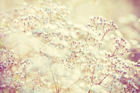 Pastel toned flowers の写真素材