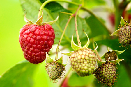 Raspberries getting ready 