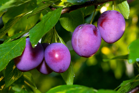 Ripe plums on the tree の写真素材