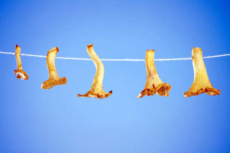 Chanterelle mushroomsの写真素材