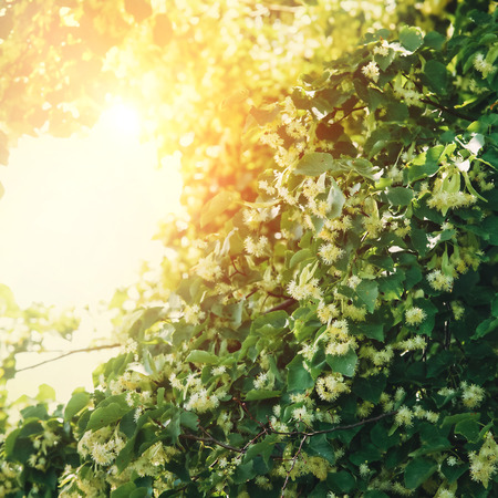 Linden Tree blossomの写真素材