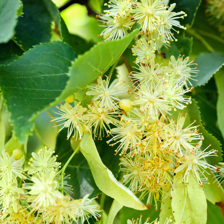 Linden Tree blossom