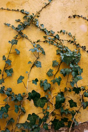 Climber plant on the yellow grunge wall background.Old wall with green plant.の写真素材