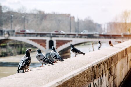 Pigeons near the Tiber river in Rome, Italy.の写真素材