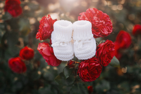 Handmade white booties for newborn baby placed on the red roses.の写真素材