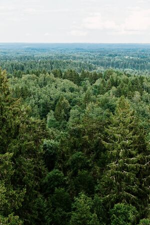 Aerial view of the forest - spruce trees from the top.の写真素材