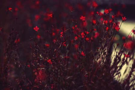 Beautiful red flowers background. Close up of red flowers blooming in the gardenの写真素材