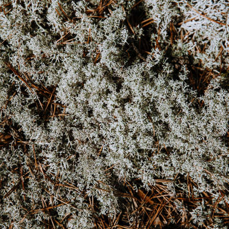 Seamless pattern of natural white moss. Above view.の写真素材