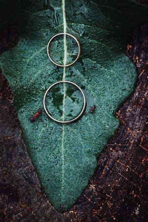 Two wedding rings on the green leaf with ants.の写真素材