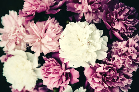 Beautiful background of peonies, vintage look.の写真素材