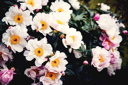 Beautiful background of peonies, vintage look.の写真素材
