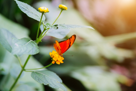 Tropical butterfly sitting on the leaf. Close up image.の写真素材