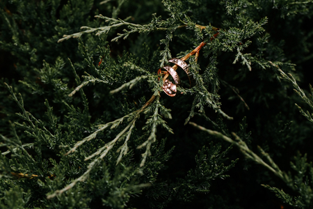 Wedding rings hanging on a green conifer branch.の写真素材