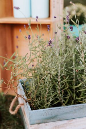 Close up of rustic box with lavender plants. Garden detail.の写真素材