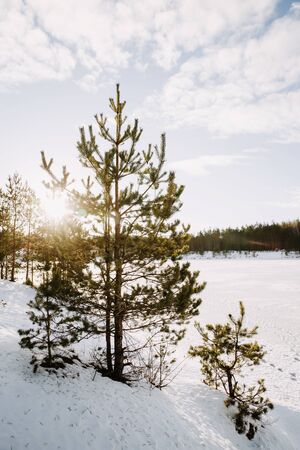 Winter landscape with pine tree at the frozen lake.の写真素材
