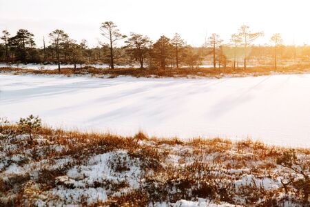 Rural winter scenery. Swamp with frozen water and pine tree at sunny day.の写真素材
