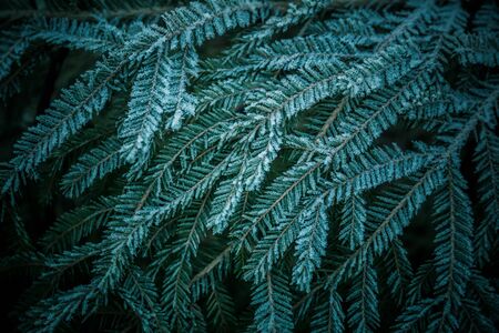 Snowy fir tree branch, close up. Evergreen branch covered with frost. Winter and Christmas background.の写真素材