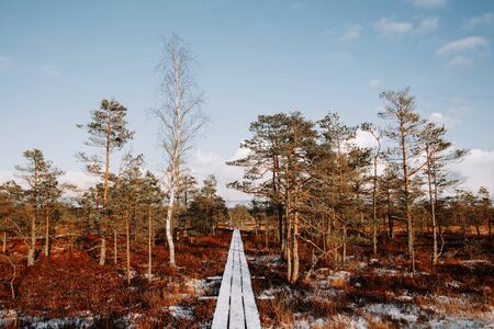 Wooden pathway at winter in the forest. Perspective view.の写真素材