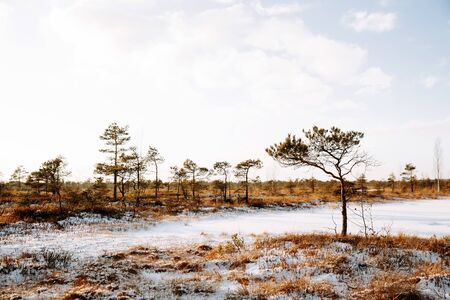 Rural winter scenery. Swamp with frozen water and pine tree at sunny day.