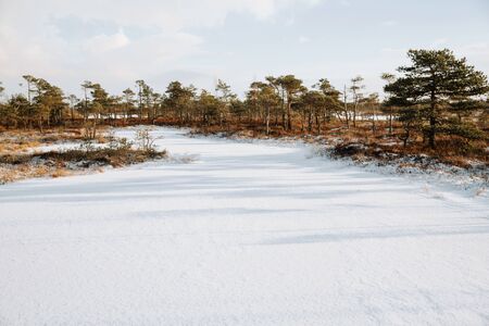 Rural winter scenery. Swamp with frozen water and pine tree at sunny day.