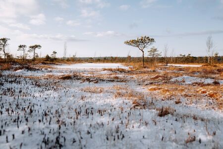 Rural winter scenery. Swamp with frozen water and pine tree at sunny day.の写真素材