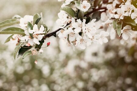 Apple tree blossom, close up image. Vintage toned image.の写真素材