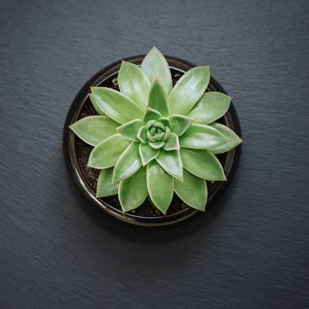 Fresh radish sprouts in a shape of heart, isolated on black background. Concept for a healthy eating. Top view.の写真素材