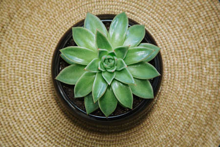 Fresh radish sprouts in a shape of heart, isolated on black background. Concept for a healthy eating. Top view.の写真素材